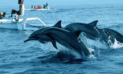 ieff Goa tour:Dolphin Fantasy Cruise